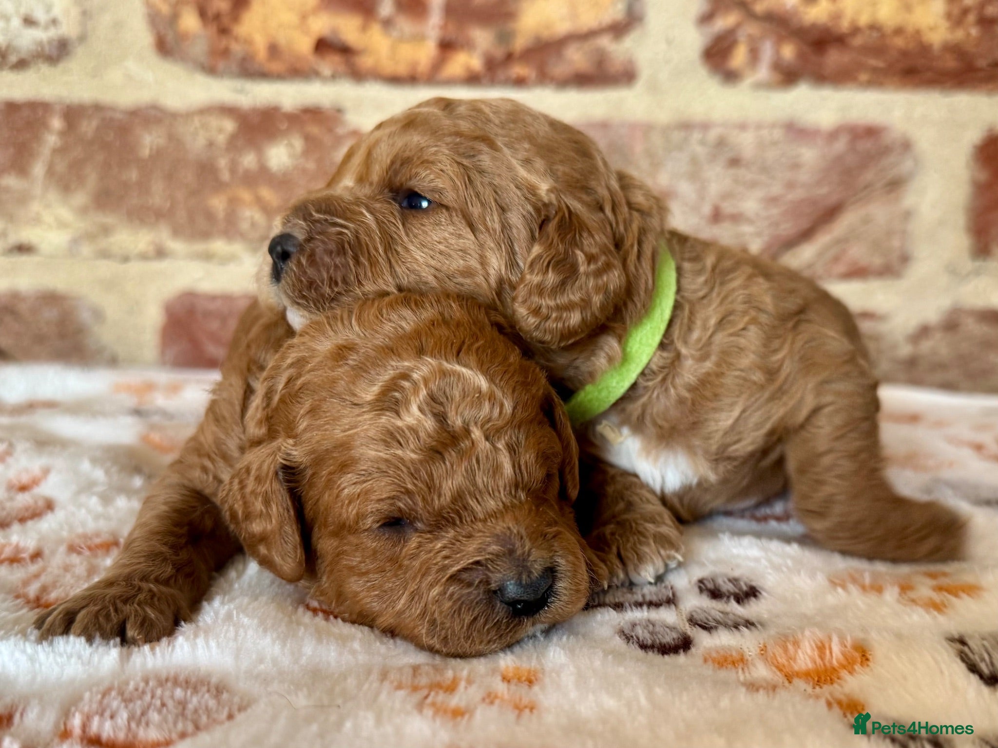 Cavapoo dogs 🐾 F1b male cavapoos 🐾 - Advert 1