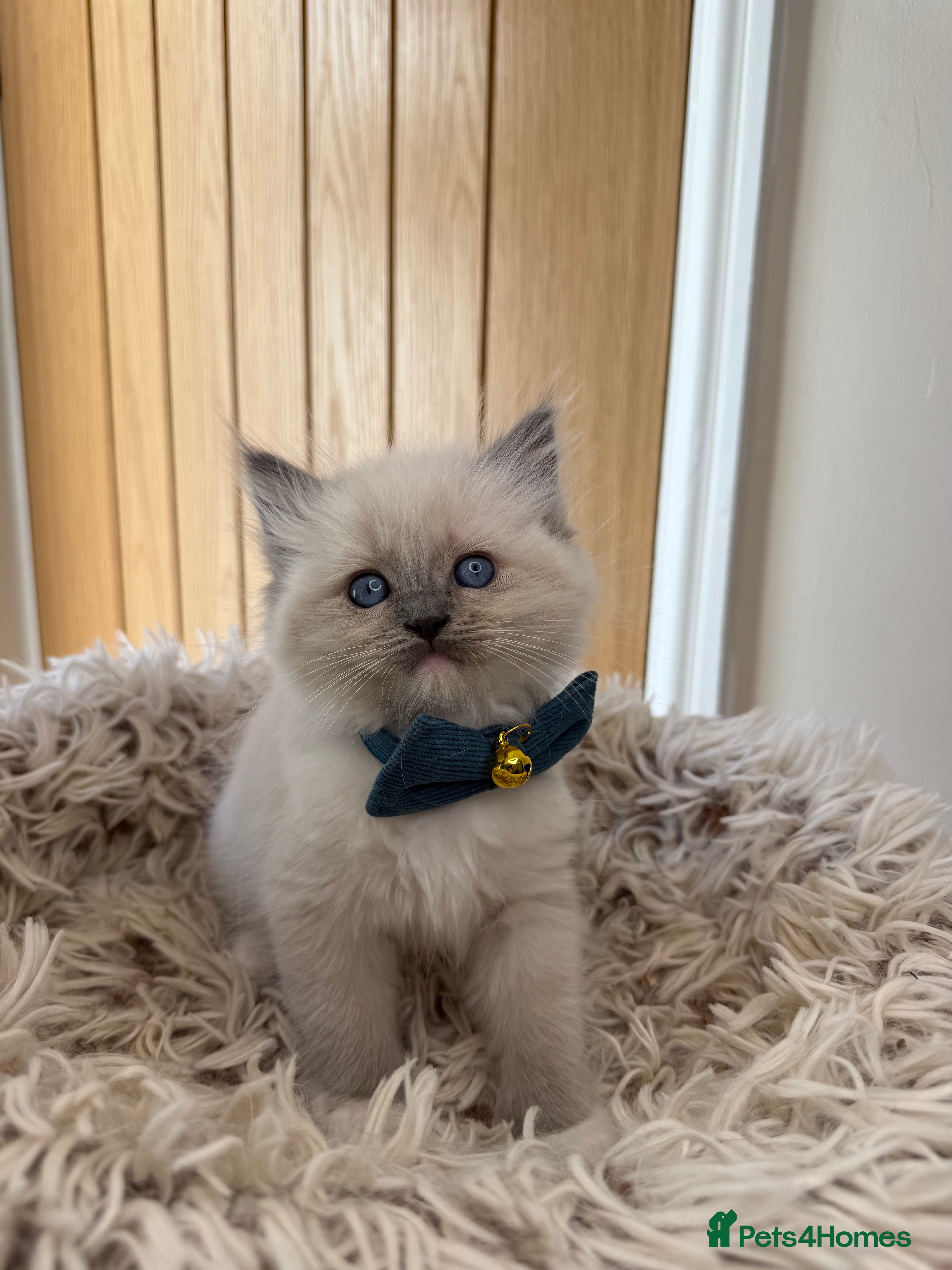 Ragdoll cats Beautiful Pure-bred Ragdoll Kittens  - Advert 2