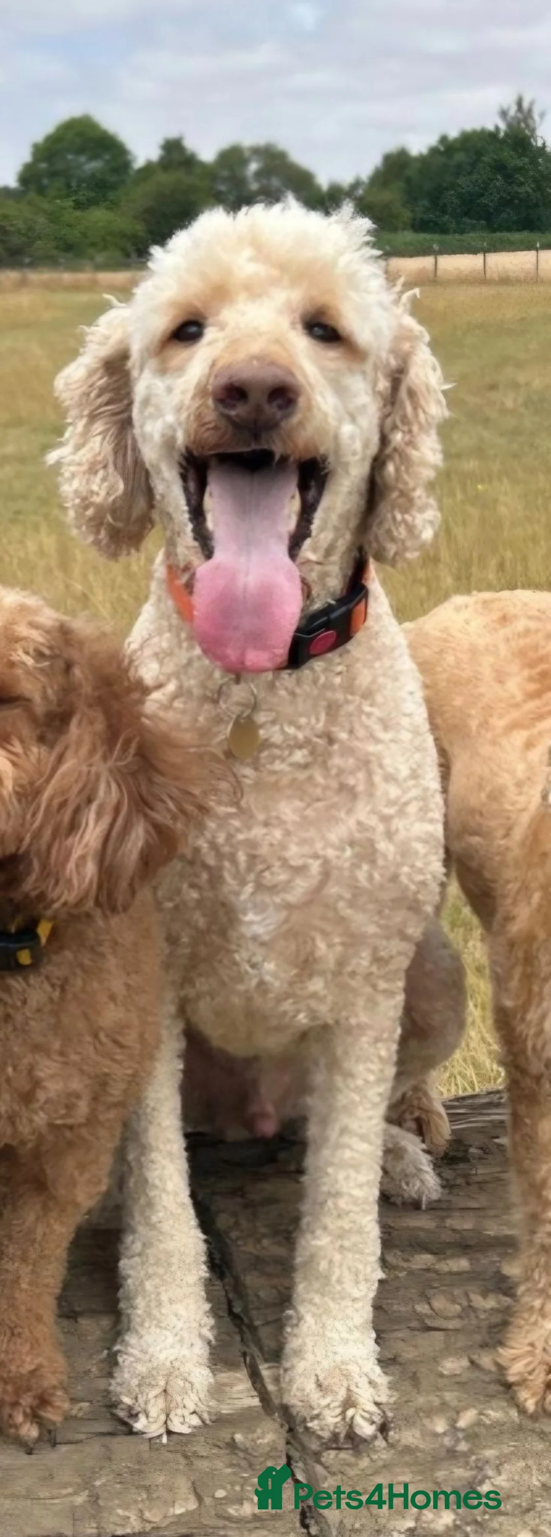 Standard Poodle dogs for sale: Boris the poodle - Advert 2