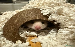 Hamster rodents for sale: Male Syrian Hamster. OPEN TO OFFERS - Image 2