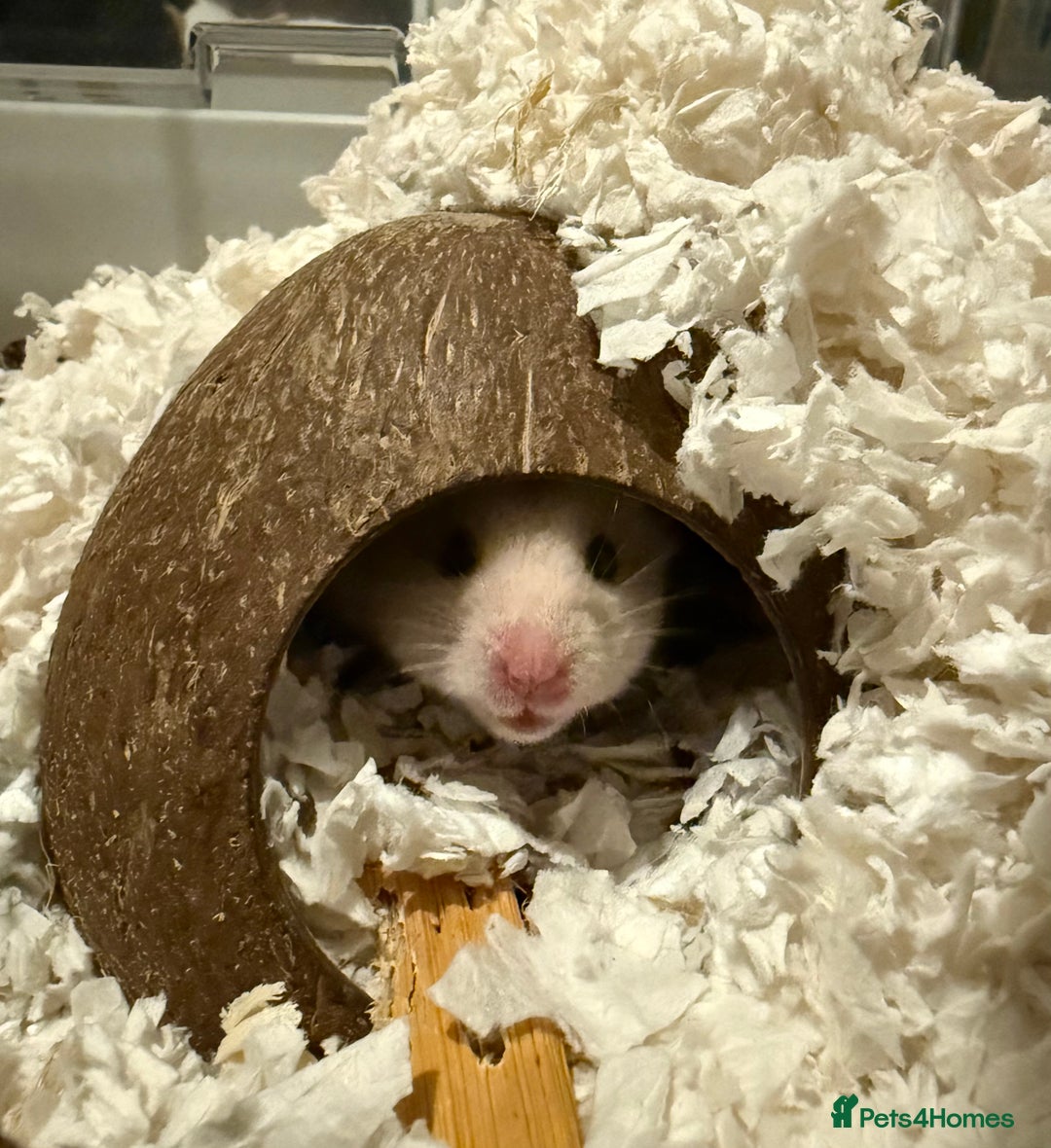 Hamster rodents for sale: Male Syrian Hamster. OPEN TO OFFERS - Image 2