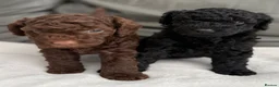 Miniature Poodle dogs for sale: All reserved Beautiful Miniature Poodle Puppies - Advert 7