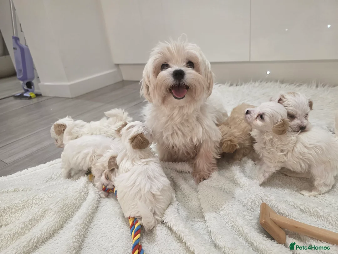 Maltipoo dogs for sale:  Ready 6.3.26 Tiny korean maltipoo females in Berwick-upon-Tweed - Advert 1