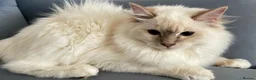 Ragdoll cats for sale: Registered Ragdoll Kittens - Advert 12