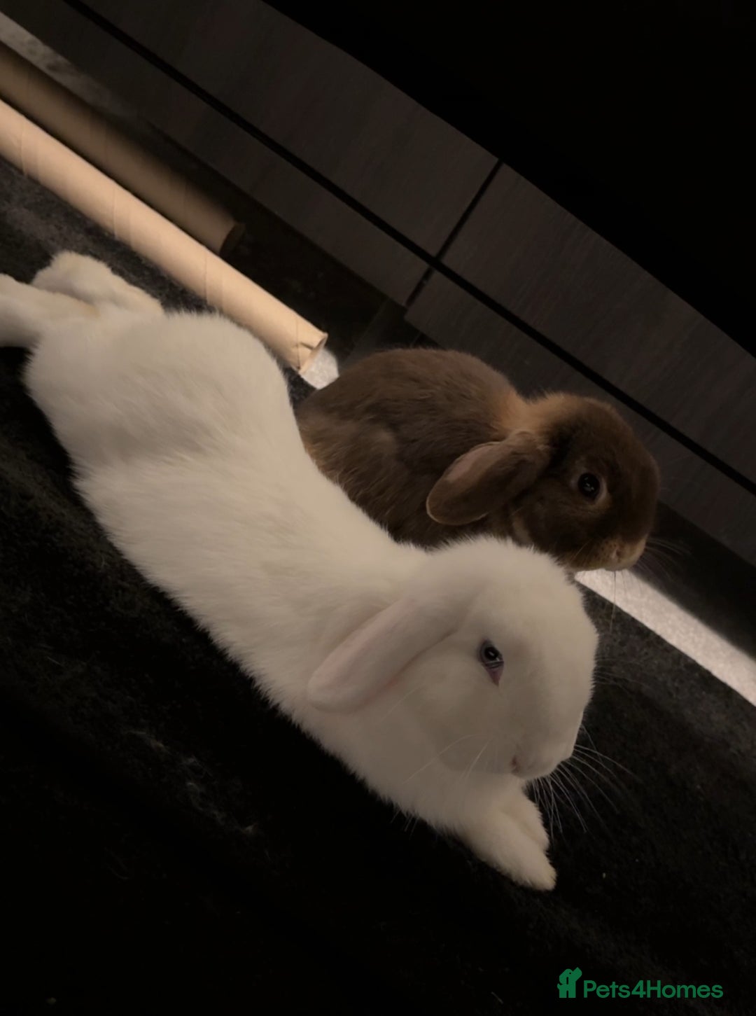 Mini Lop rabbits for sale: Bonded mini lop pair - 1 year olds  - Advert 4