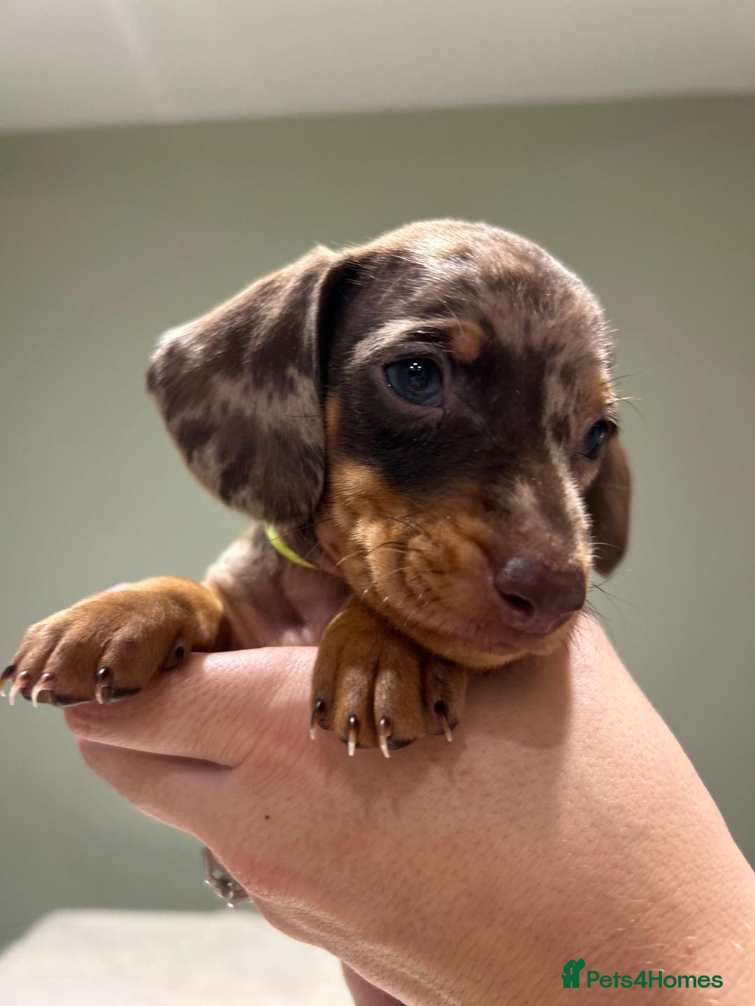 Dachshund dogs for sale: STANDARD DACHSHUND PUPPYS. READY TO LEAVE.  - Advert 11