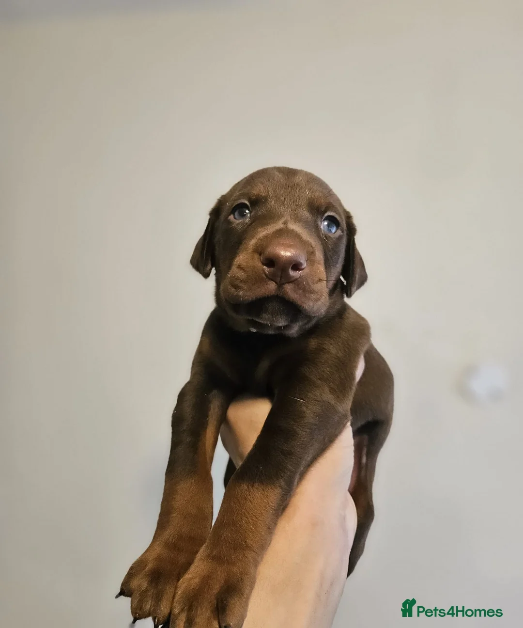 Dobermann dogs for sale: 🔥Top Quality Champion Bloodline KC registered 🏆 - Advert 2