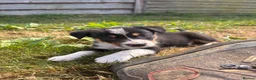 Border Collie dogs for sale: 9 Border Collie Puppies For Sale - Advert 4