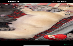 French Bulldog dogs for sale: French bulldogs for sale  - Image 7