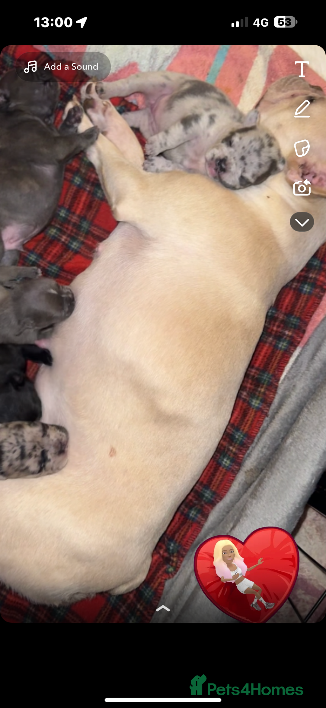 French Bulldog dogs for sale: French bulldogs for sale  - Image 7