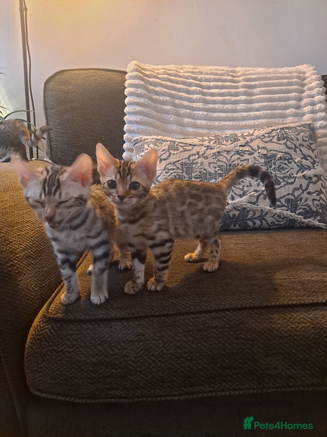 Bengal cats for sale: Beautiful pure begal kittens - Advert 5