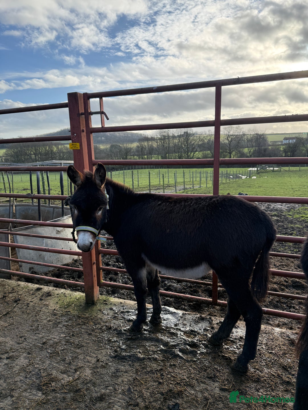 Donkey livestock for sale: Two donkey brothers!  - Advert 5