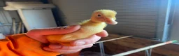 Ducks poultry for sale: Cherry Valley Pekin Ducklings - Advert 4
