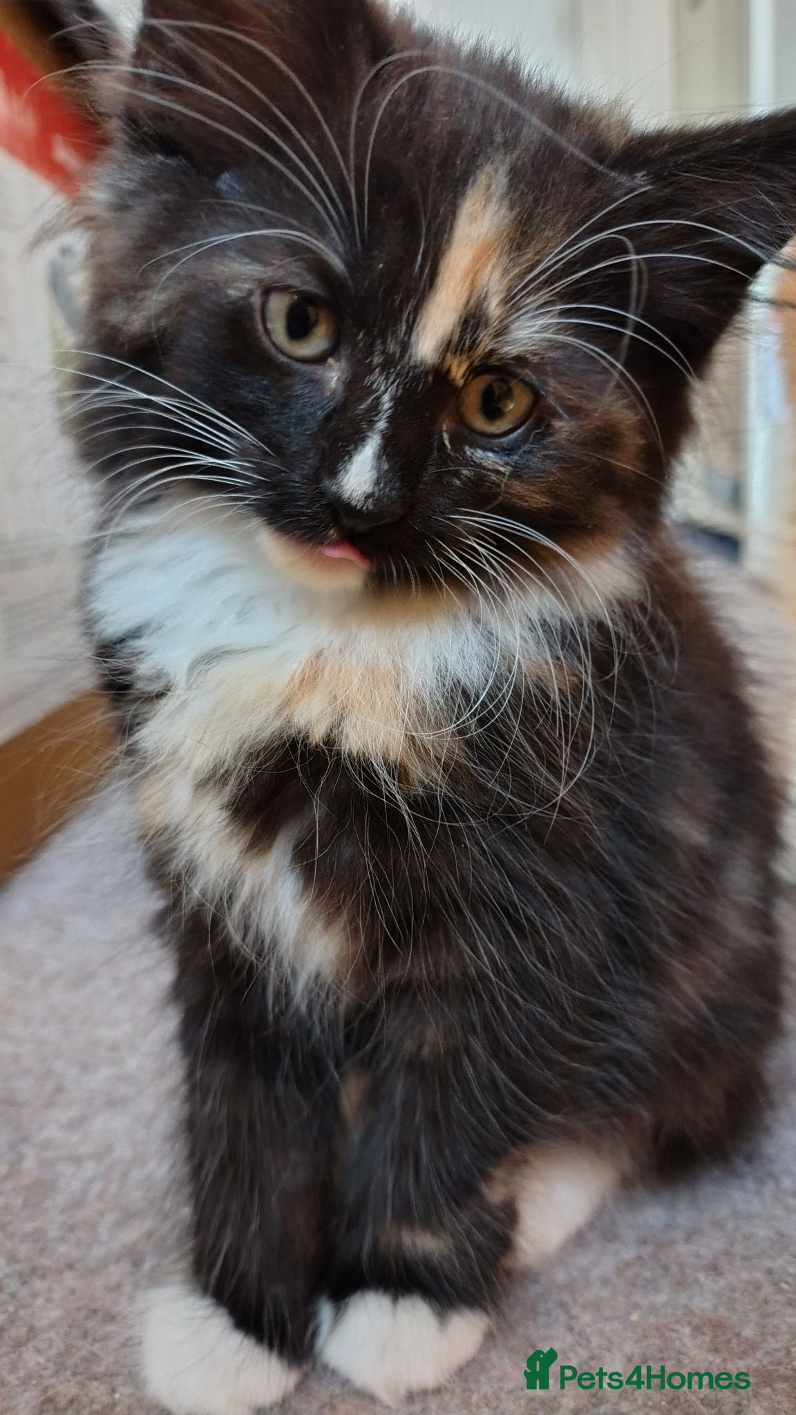 Norwegian Forest Cat cats Beautiful pedigree Norwegian Forest kittens  - Advert 15