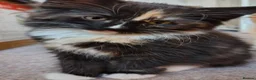 Norwegian Forest Cat cats for sale: Beautiful pedigree Norwegian Forest kittens  - Advert 1