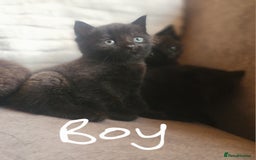 British Shorthair cats for sale: 5 beautiful british shorthair kittens - Image 19