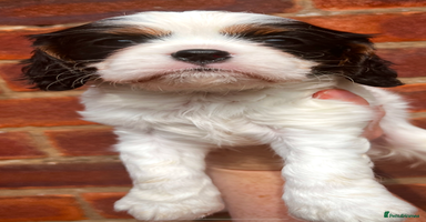 Cavalier King Charles Spaniel dogs - Advert 14