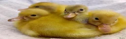 Ducks poultry for sale: Pure Silver Indian Runner Ducklings - Advert 5