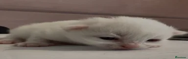 Turkish Angora Kitten 4