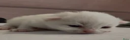 Turkish Angora cats for sale: 🍼New Turkish Angora Litter From TheTurkishAngoras - Advert 6