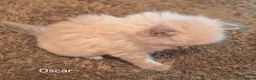 Siberian cats for sale: Pure Siberian GCCF+TICA - Advert 6