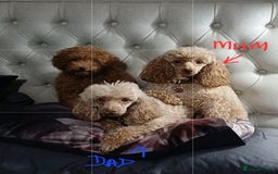 Toy Poodle dogs for sale: KC Toy Poodles, health tested, champion bloodline - Image 20