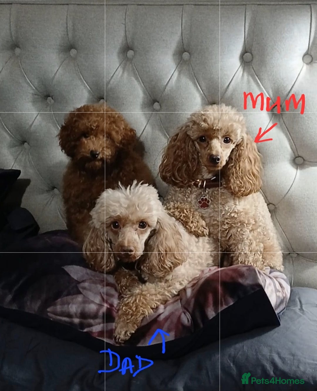 Toy Poodle dogs for sale: KC Toy Poodles, health tested, champion bloodline - Image 20