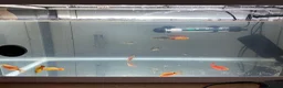 Corys fish for sale: FREE Coldwater Fish (Mixed) + Fish tank included  - Advert 4