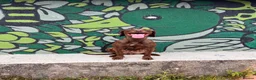 Mixed Breed dogs for sale: Beautiful Spaniel Puppies in Washington - Advert 32