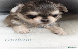 Chihuahua dogs for sale: KC rare husky marking chihuahua puppies Thai lines - Image 27