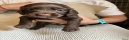Cocker Spaniel dogs for sale: Gorgeous Cocker Spaniel puppies - Advert 6