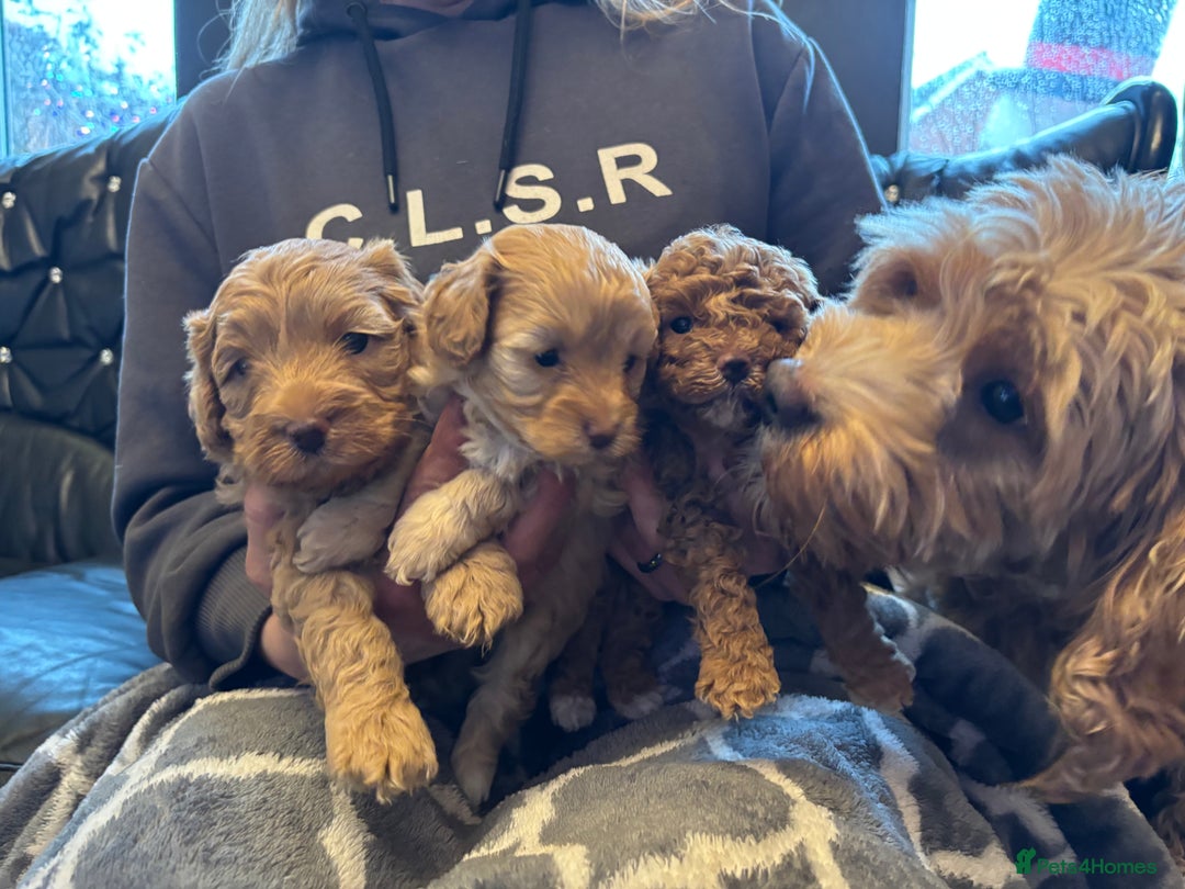 Cavapoo dogs for sale: Beautiful F1B cavapoo puppies - Advert 1