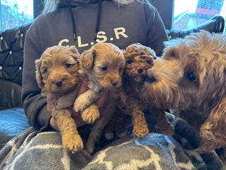Cavapoo dogs Beautiful F1B cavapoo puppies - Advert 1