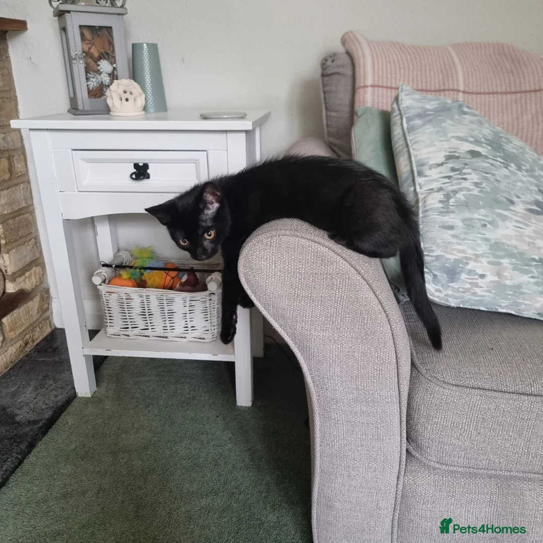 Mixed Breed cats for sale: Scottish fold x male kitten - Advert 2