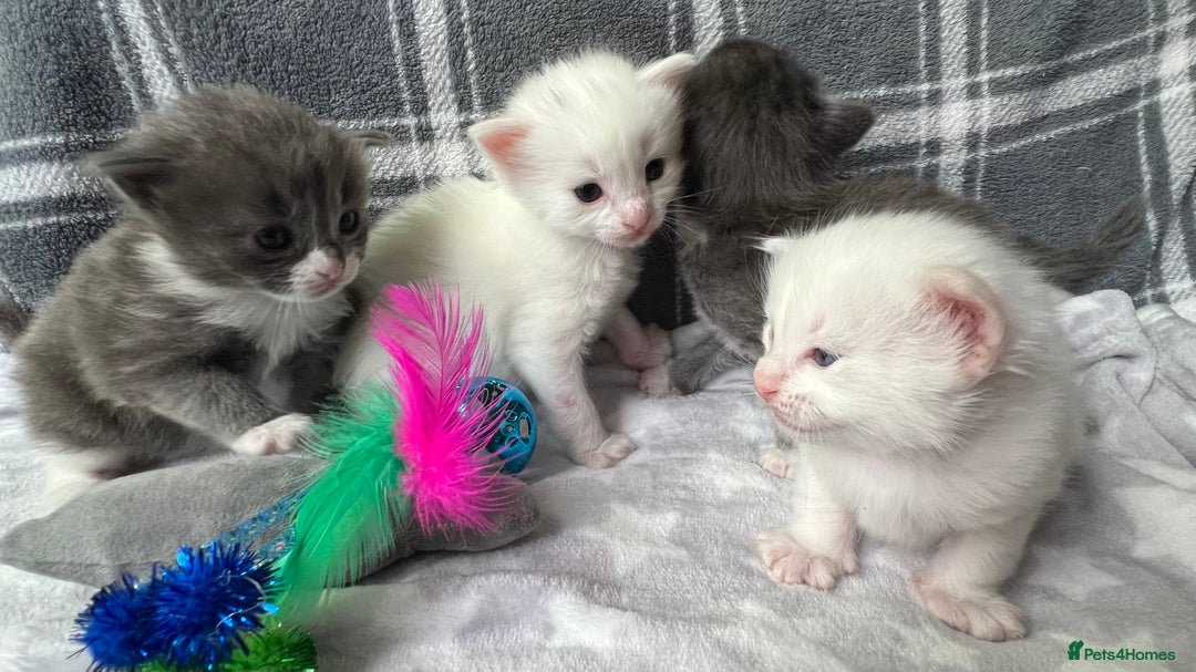 Ragdoll cats for sale: Stunning Ragdoll kittens super affectionate  - Image 8