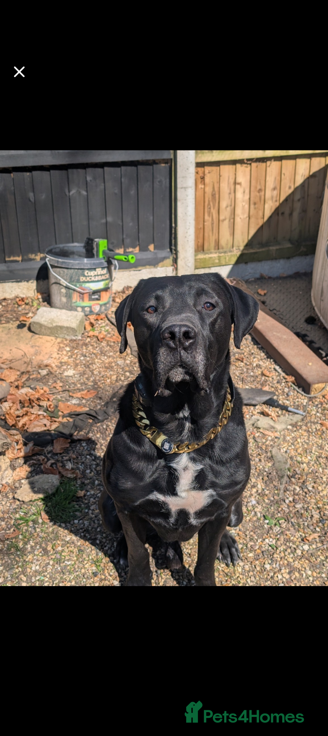 Mixed Breed dogs for sale: Loki for rehoming  - Advert 3