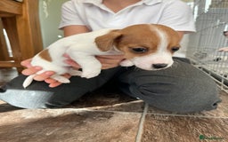 Jack Russell dogs for sale: Stunning little boys and girls - Image 14