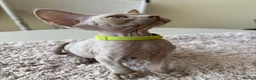 Devon Rex cats for sale: Price Reduced!TICARegisteredDevonRex lilac kittens - Advert 14