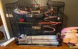 Parakeets birds for sale: Handreared Tame Albino Quaker - Image 2