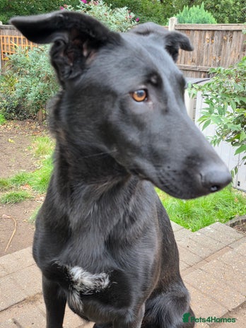 Mixed Breed dogs - Advert 4