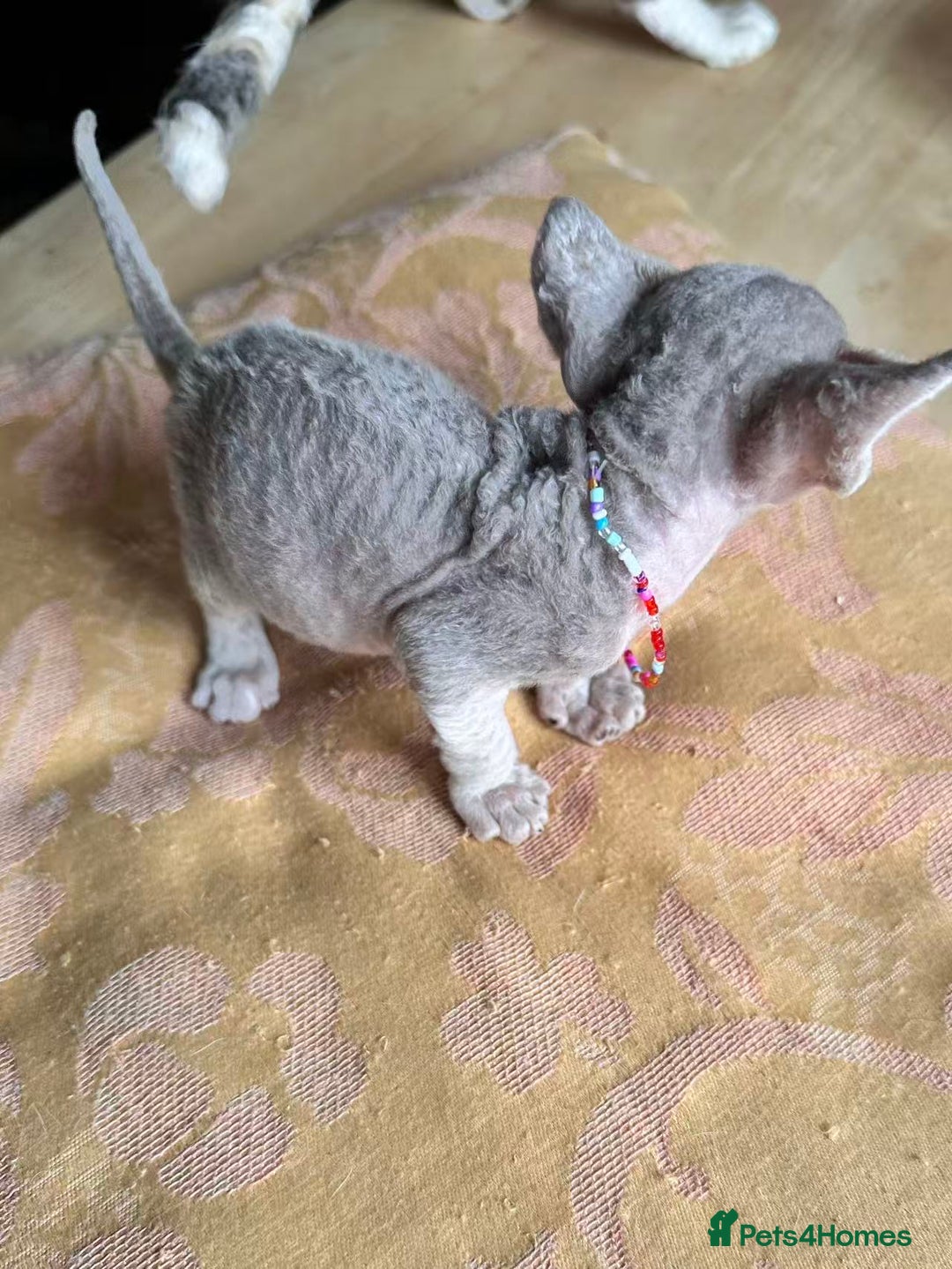 Devon Rex cats for sale: Adorable pure Devon Rex kittens  - Image 29