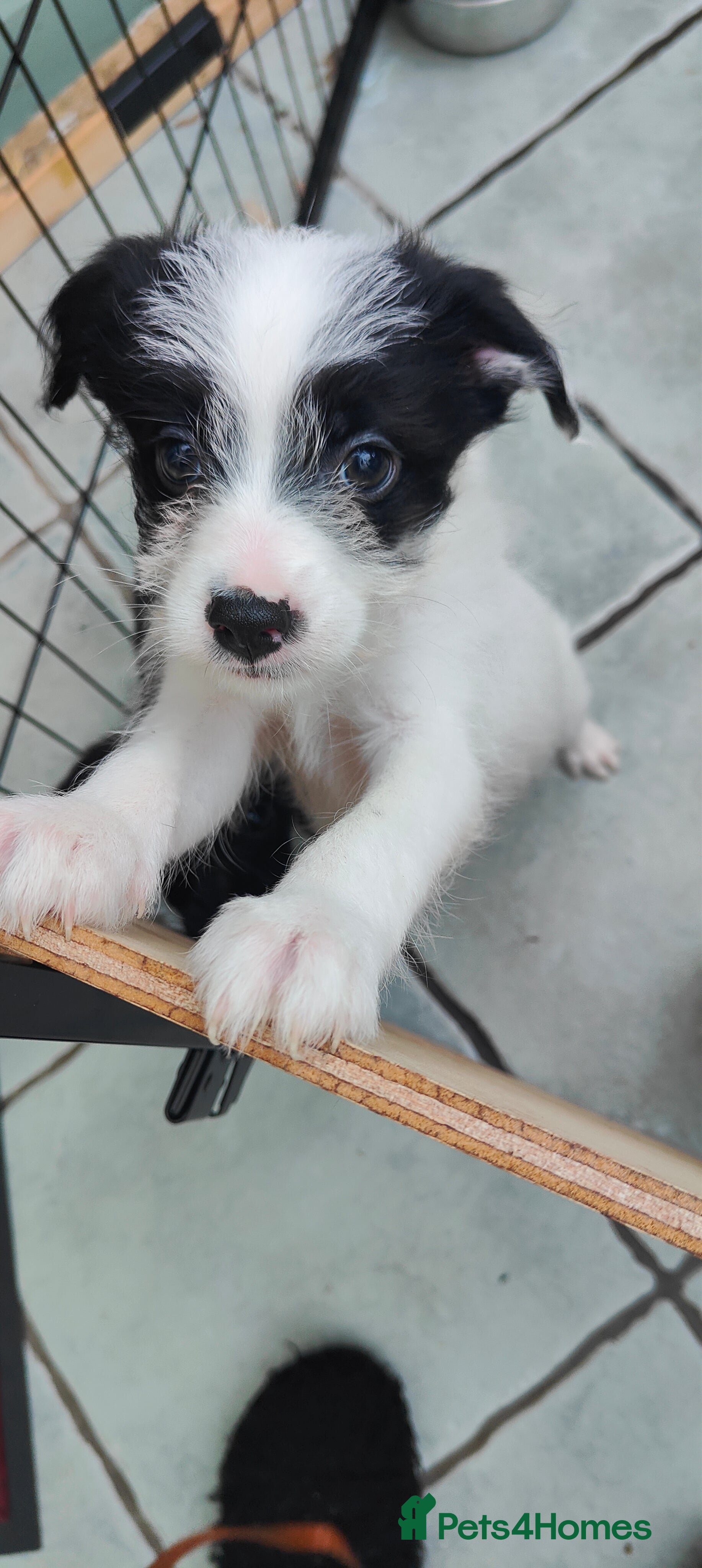 Mixed Breed dogs Patterdale Terrier X 1 boy not yet reserved.  - Advert 1