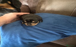 Miniature Dachshund dogs for sale:  Black and Tan miniature dachshunds - Image 3