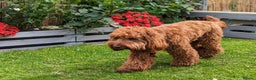 Cockapoo dogs for stud: 100% Proven F1 Fox Red Cockapoo, Stud only in Kirkcaldy - Advert 2