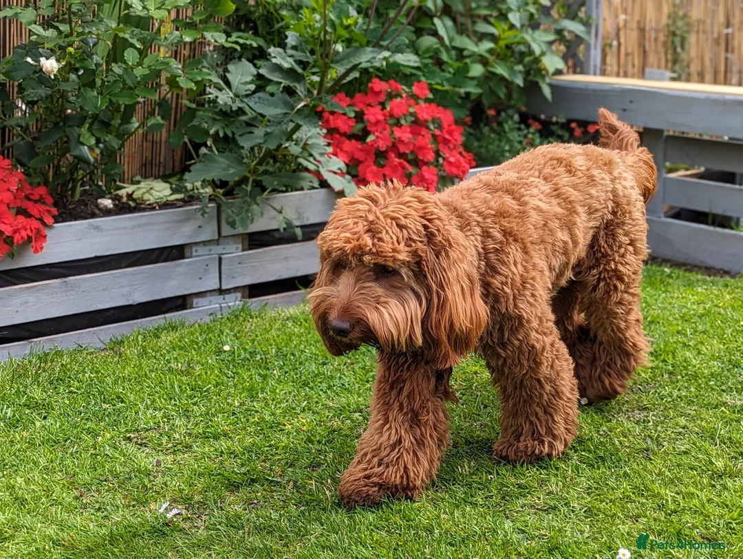 Cockapoo dogs for stud: 100% Proven F1 Fox Red Cockapoo, Stud only in Kirkcaldy - Advert 2