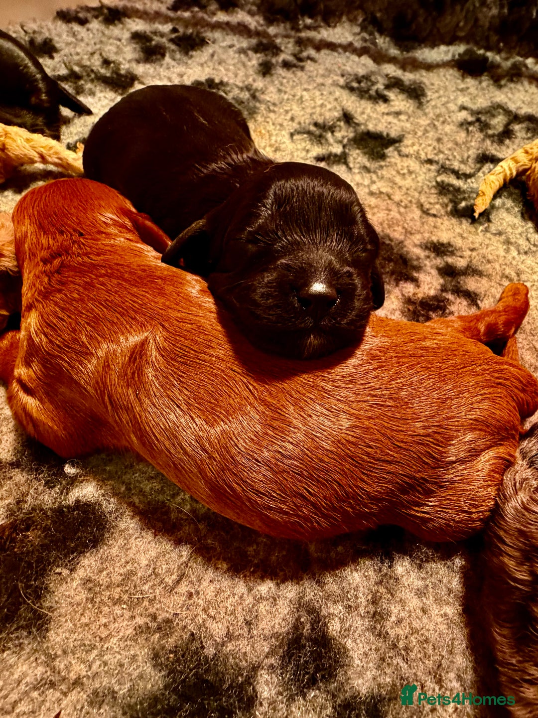 Cavapoo dogs for sale: Top quality F1 Cavapoo puppies - Advert 4