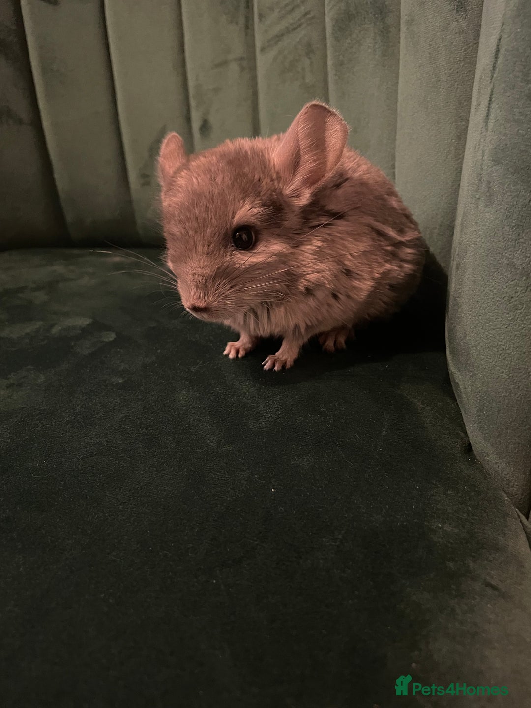 Chinchilla rodents for sale: Chinchilla girl  - Advert 3