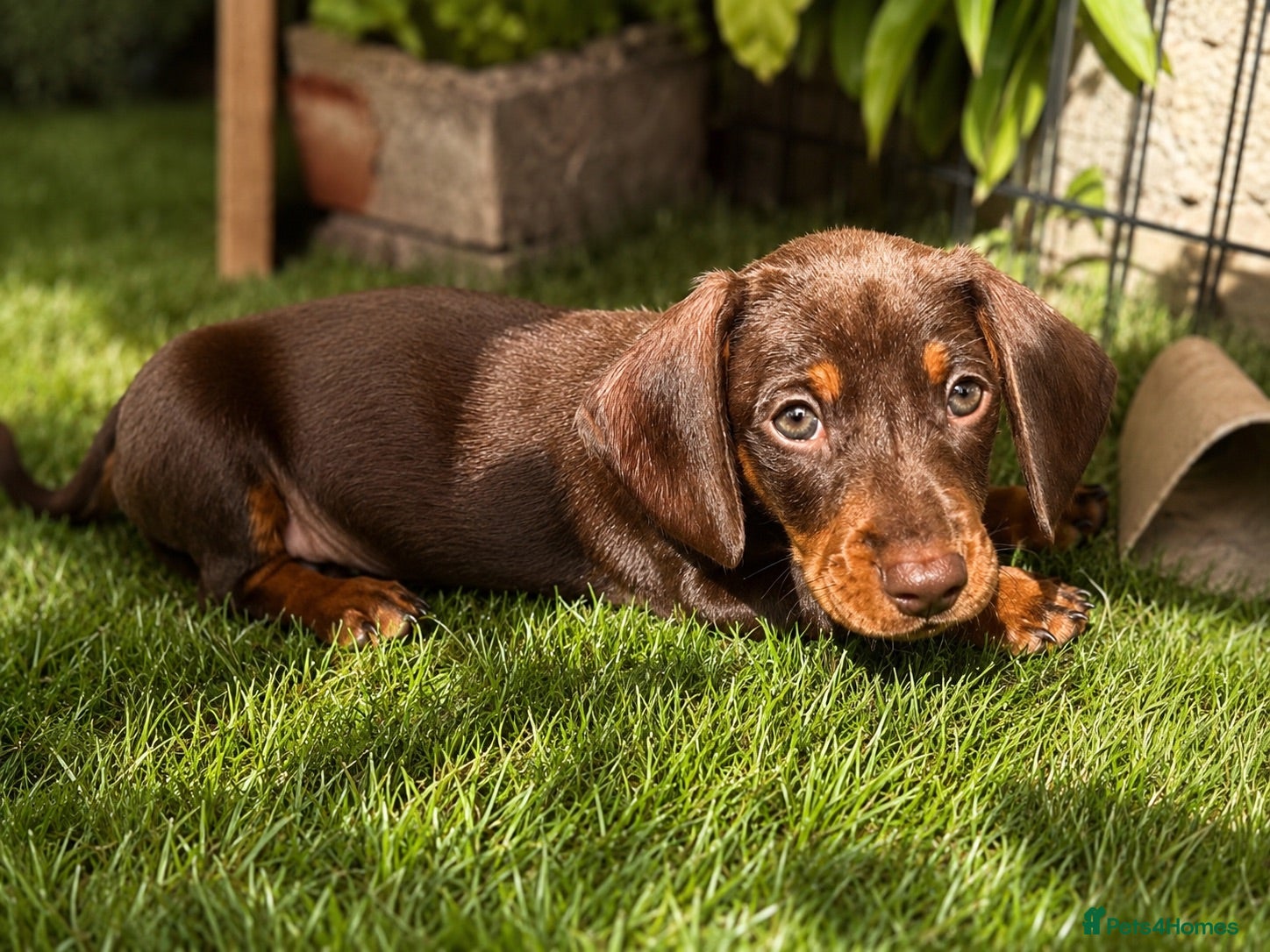 Miniature Dachshund dogs KC Registered Miniature dachshund puppys - Advert 14