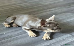 French Bulldog dogs for sale: Female blue/fawn French bulldog  - Image 5