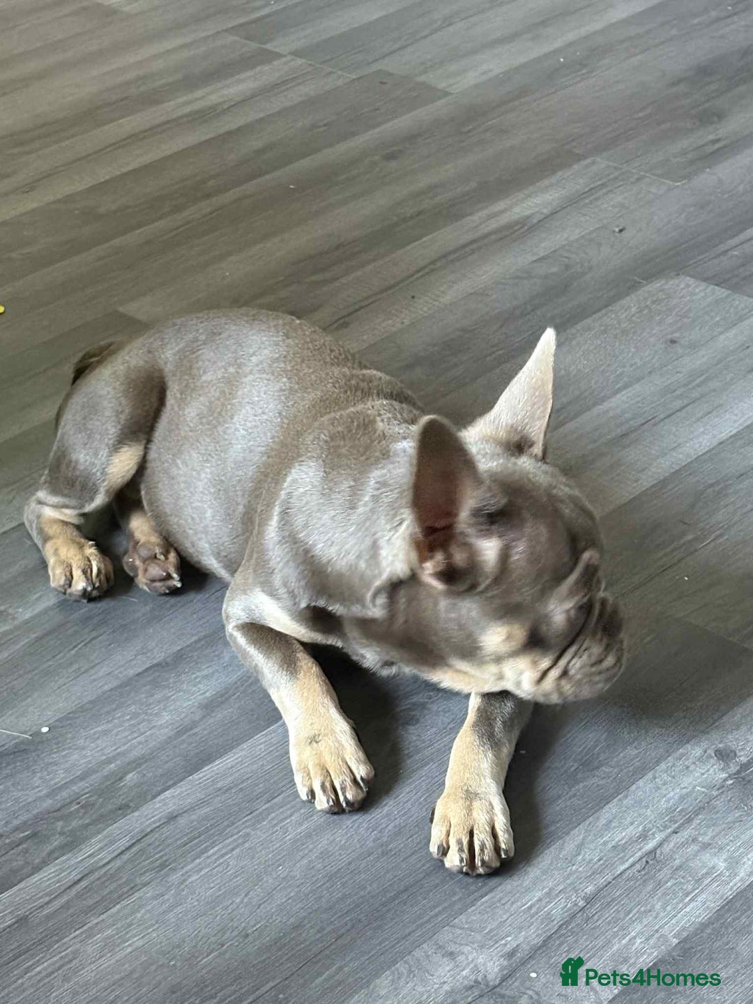 French Bulldog dogs for sale: Female blue/fawn French bulldog  - Image 5
